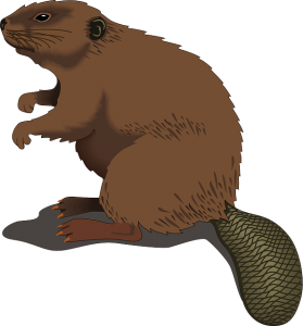 beaver-48437_640 (1)