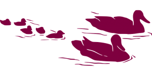 duck-305687_640