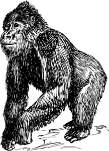 gorilla-152997_640