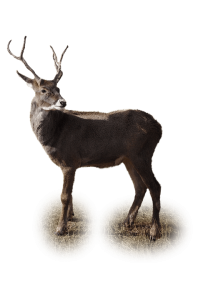 reindeer-1059804_960_720