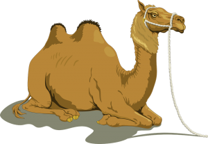 camel-48445_960_720