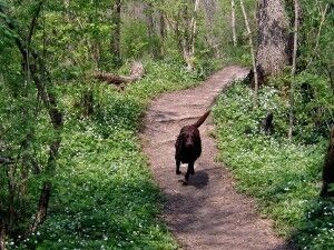 hannah trail